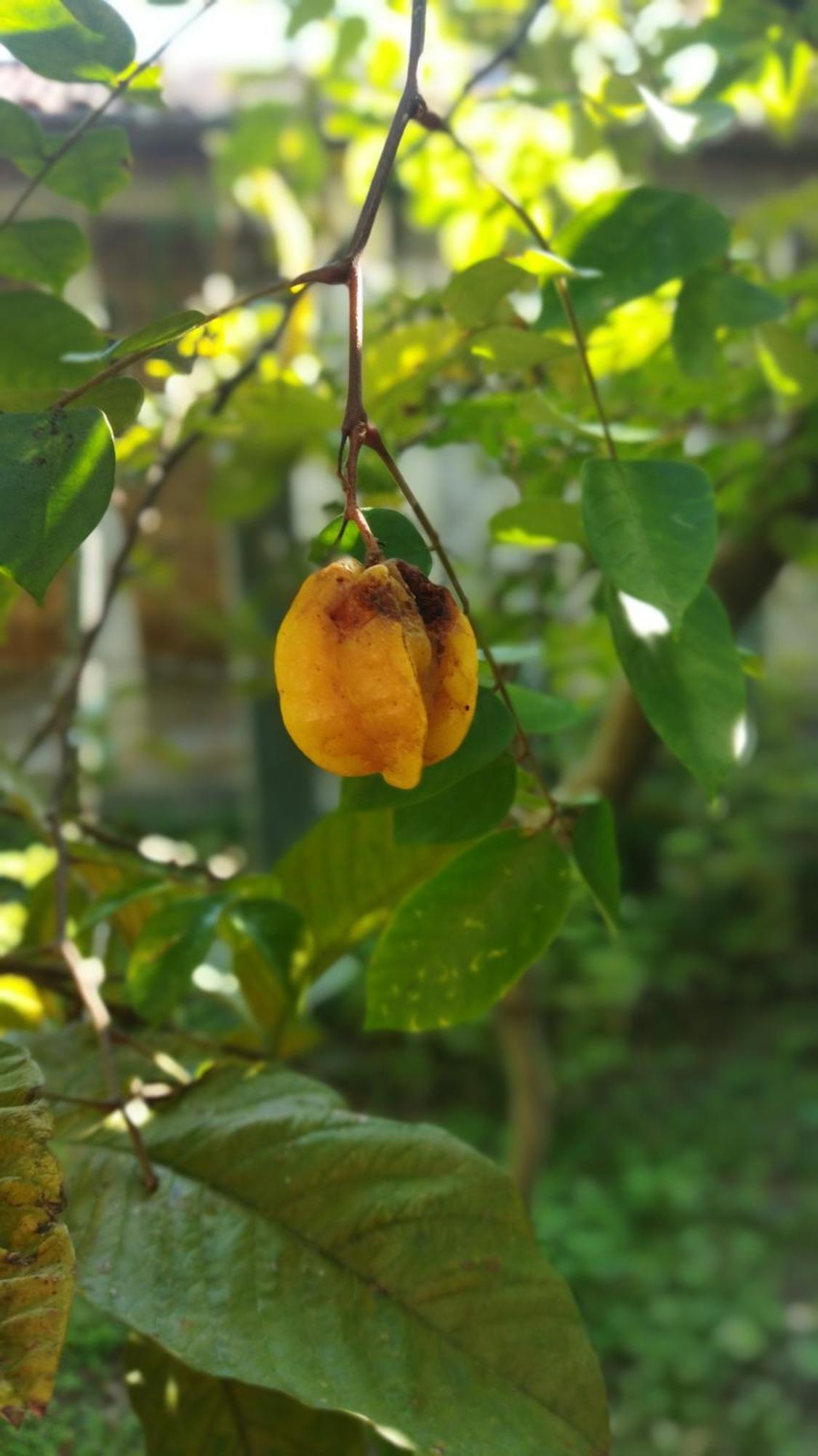 A Casa Do Sol Cibratel Pousada Itanhaém 外观 照片